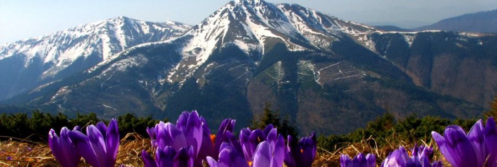 Carpathians Organized Mountains