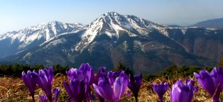 Carpathians Organized Mountains